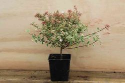 Abelia variegata, Abelia variegada