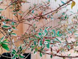 Abelia variegata, Abelia variegada