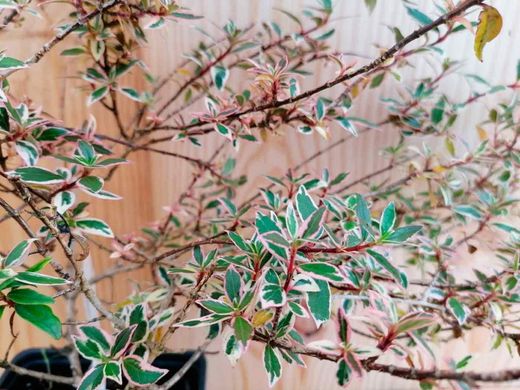 Abelia variegata, Abelia variegada