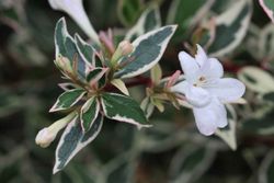 Abelia variegata, Abelia variegada