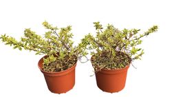 Abelia variegata, Abelia variegada