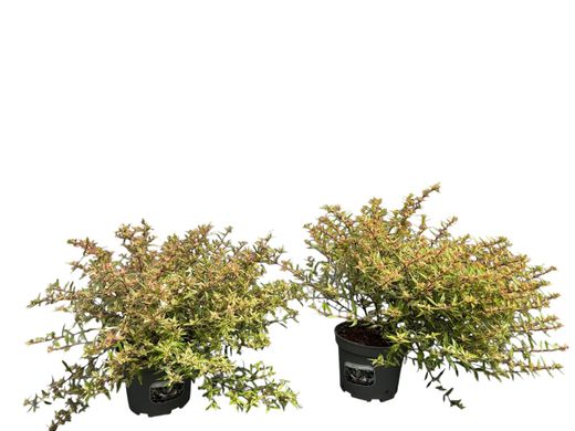 Abelia variegata, Abelia variegada