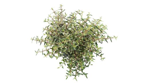 Abelia variegata, abelia variegada
