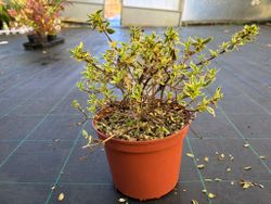 Abelia variegata, Abelia variegada