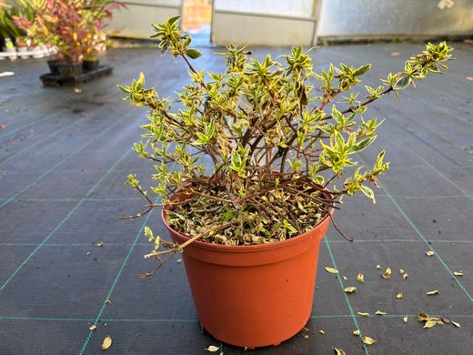Abelia variegata, Abelia variegada