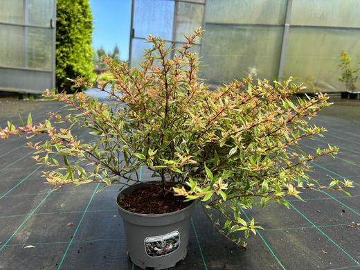 Abelia variegata, Abelia variegada