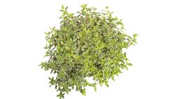 Abelia grandiflora "Steredenn"