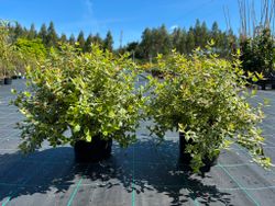 Abelia grandiflora "Steredenn"