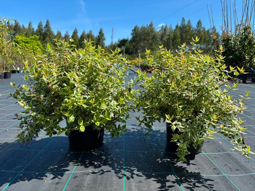 Abelia grandiflora "Steredenn"