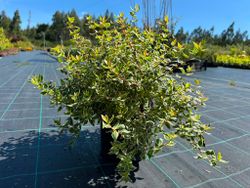 Abelia grandiflora "Steredenn"