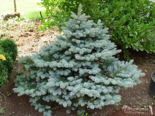 Abeto vermelho anão, Picea pungens 'Glauca globosa'