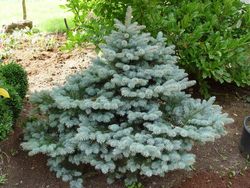 Sapin bleu nain, Picea pungens glauca Globosa