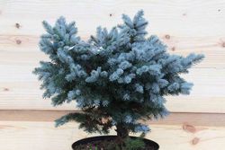 Sapin bleu nain, Picea pungens glauca Globosa