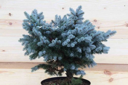 Sapin bleu nain, Picea pungens glauca Globosa