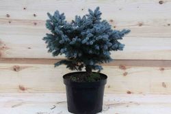 Sapin bleu nain, Picea pungens glauca Globosa
