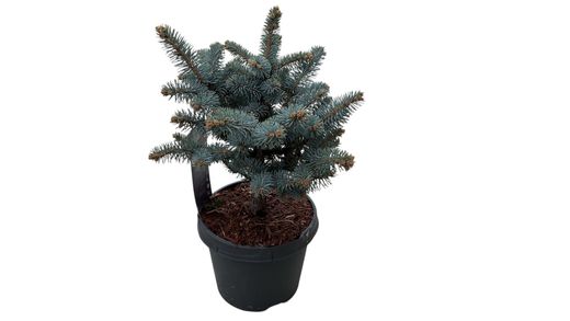 Sapin bleu nain, Picea pungens glauca Globosa