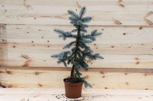 Abeto azulado, Picea pungens 'Hoopsii'