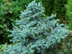 Abeto azulado, Picea pungens 'Hoopsii'