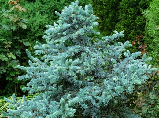 Abeto azulado, Picea pungens 'Hoopsii'