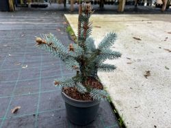 Abeto azulado, Picea pungens 'Hoopsii'