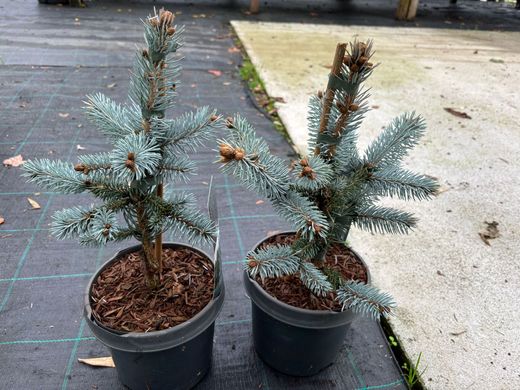 Abeto azulado, Picea pungens 'Hoopsii'