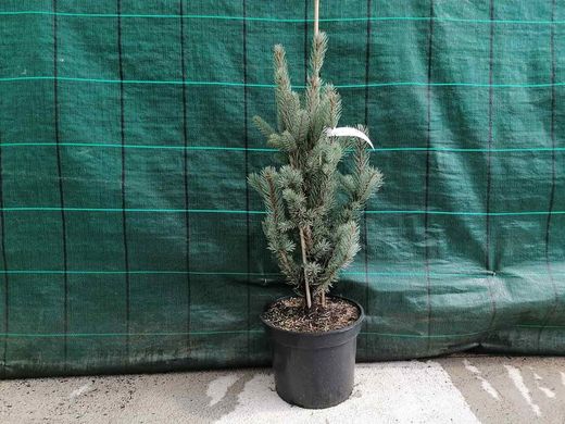 Abeto azulado, Picea pungens Iseli fastigiata