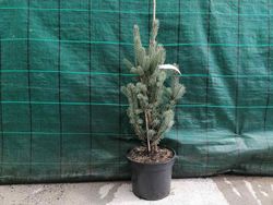 Abeto azulado, Picea pungens Iseli fastigiata