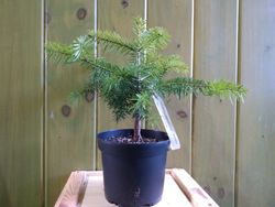 Abeto branco ou pinabete, Abies alba