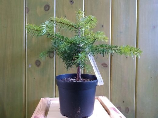 Abeto branco ou pinabete, Abies alba