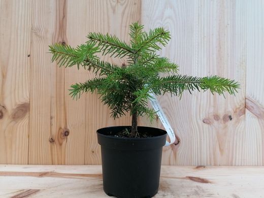 Abeto branco ou pinabete, Abies alba