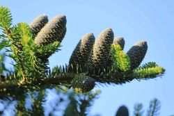 Abeto branco ou pinabete, Abies alba