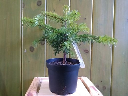 Abeto branco ou pinabete, Abies alba