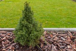Abeto branco, Picea glauca "Conica"
