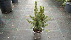 Abeto blanco, Picea glauca "Conica"