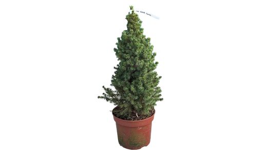 Abeto blanco, Picea glauca "Conica"