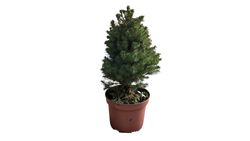 Abeto blanco, Picea glauca "Conica"