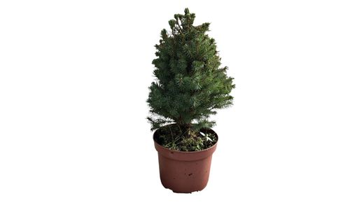 Abeto blanco, Picea glauca "Conica"