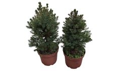 Abeto blanco, Picea glauca "Conica"