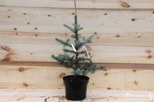 Épicéa Edith, Picea pungens 'Edith'