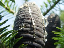 Abeto de corea en formato económico, Abies koreana.