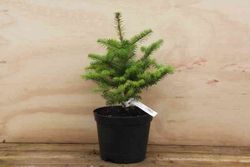 Abeto de corea en formato económico, Abies koreana.