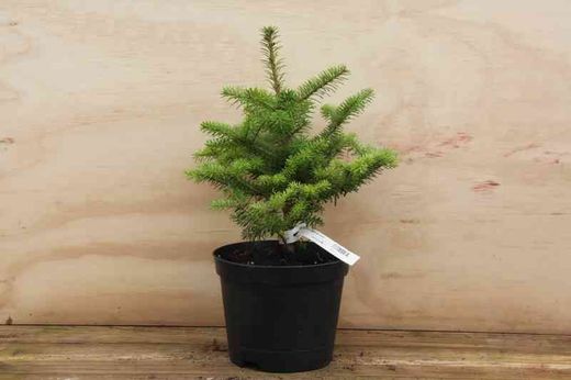 Abeto de corea en formato económico, Abies koreana.