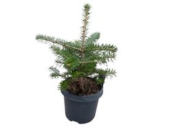 Abeto de corea en formato económico, Abies koreana.