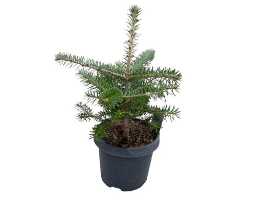 Abeto de corea en formato económico, Abies koreana.