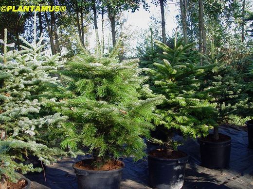 Árvore de Natal em vaso, altura 80/100 cm. Abies Nordmanniana