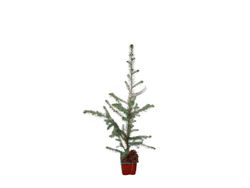 Sitka fir, Picea sitchensis.