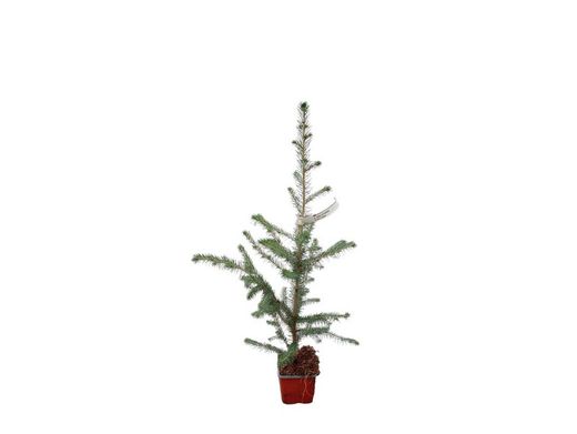 Sitka fir, Picea sitchensis.