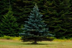 Sitka fir, Picea sitchensis.