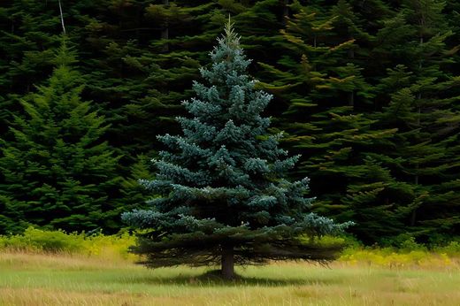 Sitka fir, Picea sitchensis.