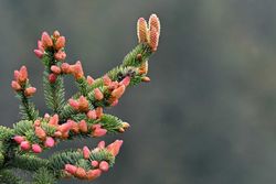 Sitka fir, Picea sitchensis.